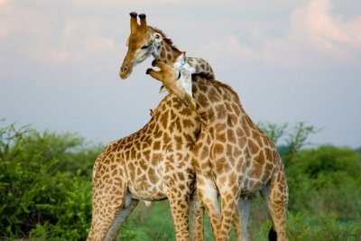 Hugging giraffes.jpg
